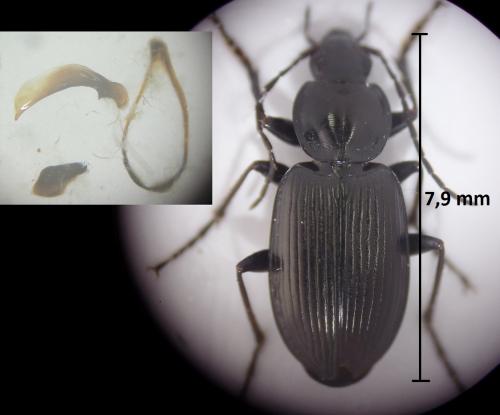 Réf. 194 696 : Agonum afrum